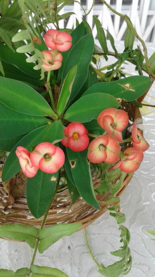 Seychelles Yellow Petals Anse Boileau 외부 사진