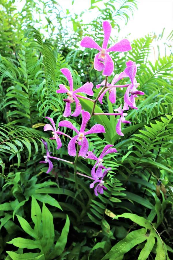 Seychelles Yellow Petals Anse Boileau 외부 사진
