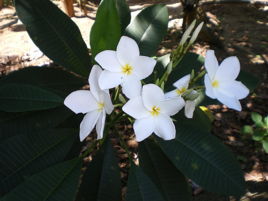 Seychelles Yellow Petals Anse Boileau 외부 사진