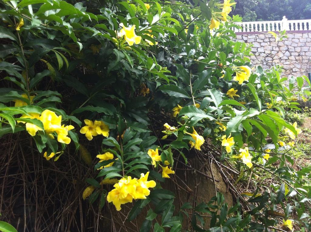 Seychelles Yellow Petals Anse Boileau 외부 사진