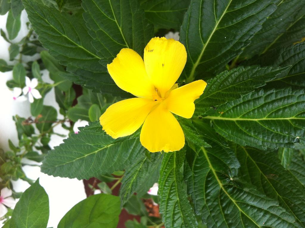 Seychelles Yellow Petals Anse Boileau 외부 사진