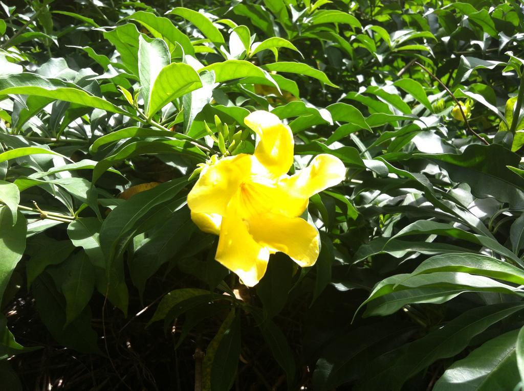 Seychelles Yellow Petals Anse Boileau 외부 사진